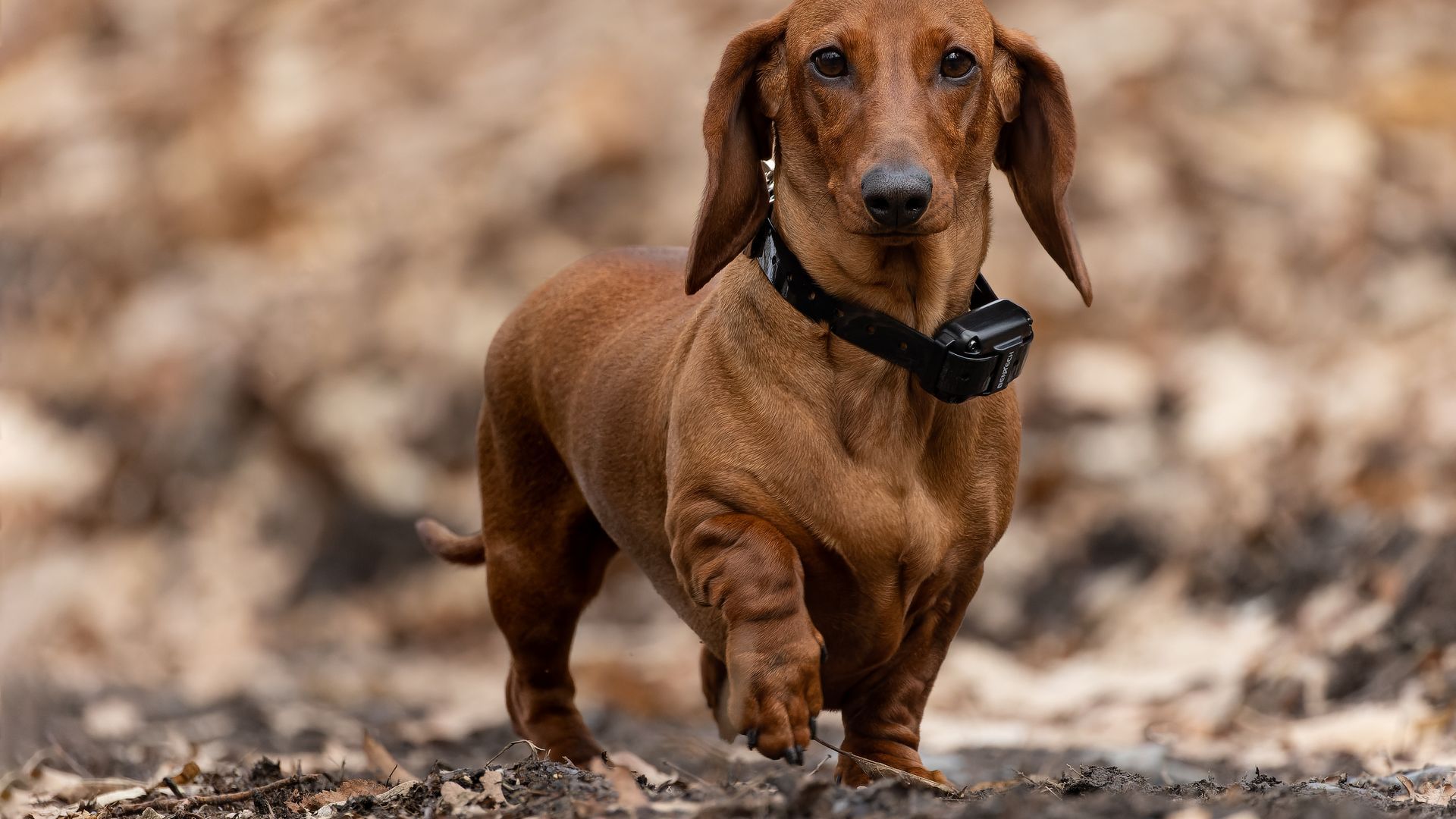Dachshund (Smooth Haired)